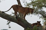 3 days Queen Elizabeth National Park Uganda Safari