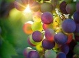 Rome Countryside Vineyards and Wine Tasting - Private Tour