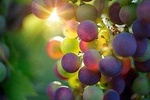 Rome Countryside Vineyards and Wine Tasting - Private Tour