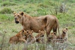 Saadani national park day trip