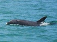 Full Day Private Tour - Dolphin Watching and Secret beaches of the Arrábida!