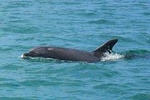 Full Day Private Tour - Dolphin Watching and Secret beaches of the Arrábida!