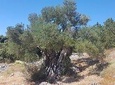 Oldest Olive Tree With Tasting And Lunch