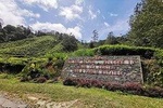 Cameron Highlands & Batu Caves Tour