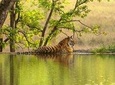 8 Days Delhi Agra Ranthambore Udaipur Jaipur Delhi Tour