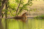 8 Days Delhi Agra Ranthambore Udaipur Jaipur Delhi Tour