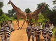 12 Days / 11 Nights Private group safari 