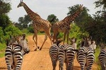 12 Days / 11 Nights Private group safari 