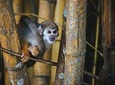 Getting in to the Jungle 3D/2N-At Tucan Amazon Lodge 