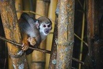 Getting in to the Jungle 3D/2N-At Tucan Amazon Lodge 