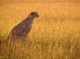 Day Tour: Ngorongoro Conservation Area