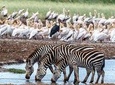 2 Days safari Tarangire (Lake Manyara), Ngoro Ngoro National park (Lake Eyasi)