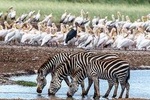 2 Days safari Tarangire (Lake Manyara), Ngoro Ngoro National park (Lake Eyasi)