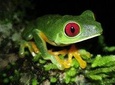 Jungle Night Tour