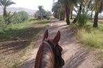 Private Horse Riding Tour in Luxor West Bank