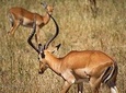 Day Tour: Tarangire National Park 