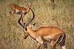 Day Tour: Tarangire National Park 