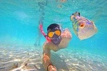 Bluefinn Charters Swimming with the turtles 