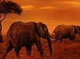 4 Days Northern Circuit lodge safaris