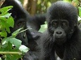 3 Days Gorilla Trekking Expedition Uganda
