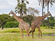 7 Days Join Tanzania Group Safari
