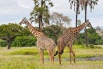 7 Days Join Tanzania Group Safari