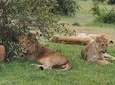 5 Days Migration Safari