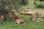 5 Days Migration Safari