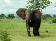 4 Days/ 3 Nights – Mikumi & Udzungwa National Parks Safari