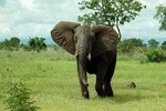 4 Days/ 3 Nights – Mikumi & Udzungwa National Parks Safari