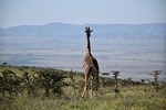 3 Days / 2 Nights Join Group Safari Tanzania