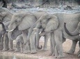 Etosha Express Safari 3 Days / 2 Nights 