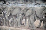 Etosha Express Safari 3 Days / 2 Nights 