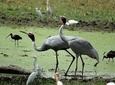 Overnight in agra including bharatpur bird sanctuary 