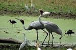 Overnight in agra including bharatpur bird sanctuary 