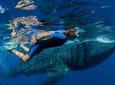 A Lifetime Experience: Whale Shark Snorkeling Tour