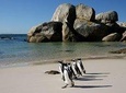 Penguin Encounter Boulders Beach Half Tour Day from Cape Town
