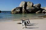 Penguin Encounter Boulders Beach Half Tour Day from Cape Town