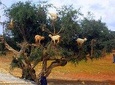  Essaouira private excursion from Marrakech
