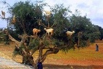 Essaouira private excursion from Marrakech