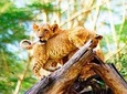 Day trip to Lake Nakuru National Park Safari-Lunch Included