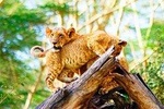 Day trip to Lake Nakuru National Park Safari-Lunch Included