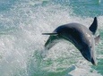 Egmont Key Snorkeling Dolphin Tour
