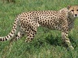 De-wildt cheetah tour