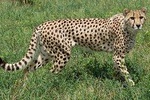 De-wildt cheetah tour