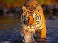 7-Days Delhi Agra Jaipur Ranthambore & Udaipur Tour {Tigers & City of Lakes} 