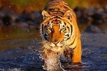7-Days Delhi Agra Jaipur Ranthambore & Udaipur Tour {Tigers & City of Lakes} 