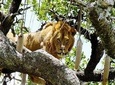  8 Days / 7 Nights Join group safari
