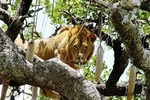  8 Days / 7 Nights Join group safari