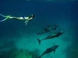 Dolphin house trip in hurghada 
